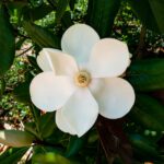 Brrr… Mit einer Magnolia grandiflora durch den Winter